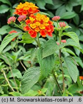 Lantana camara Prof. Roaux
