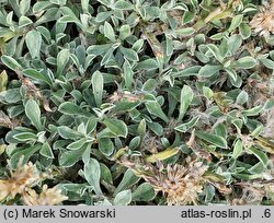 Antennaria dioica (ukwap dwupienny)
