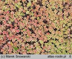 Sedum album Coral Carpet