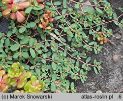 Euphorbia humifusa (wilczomlecz rozesłany)