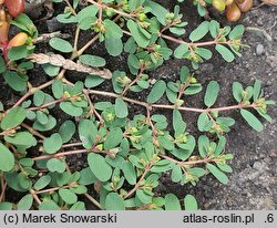 Euphorbia humifusa (wilczomlecz rozesłany)