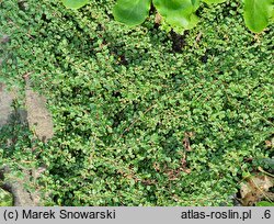 Cotoneaster conspicuus (irga wyrazista)
