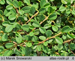 Cotoneaster conspicuus (irga wyrazista)