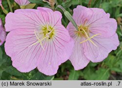 Oenothera speciosa (wiesiołek okazały)