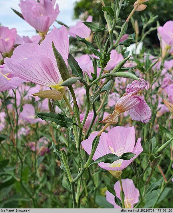 Oenothera speciosa (wiesiołek okazały)