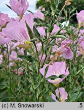 Oenothera speciosa (wiesiołek okazały)