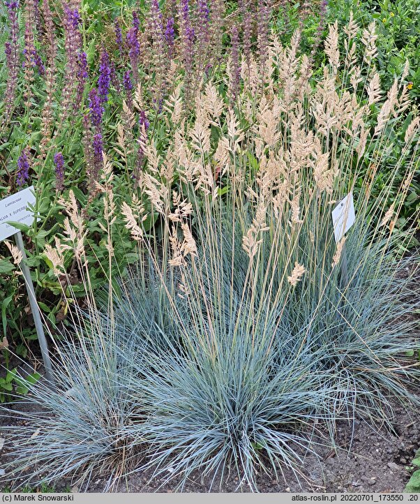 Festuca glauca Elijah Blue