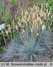 Festuca glauca Elijah Blue