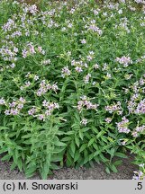 Saponaria officinalis (mydlnica lekarska)