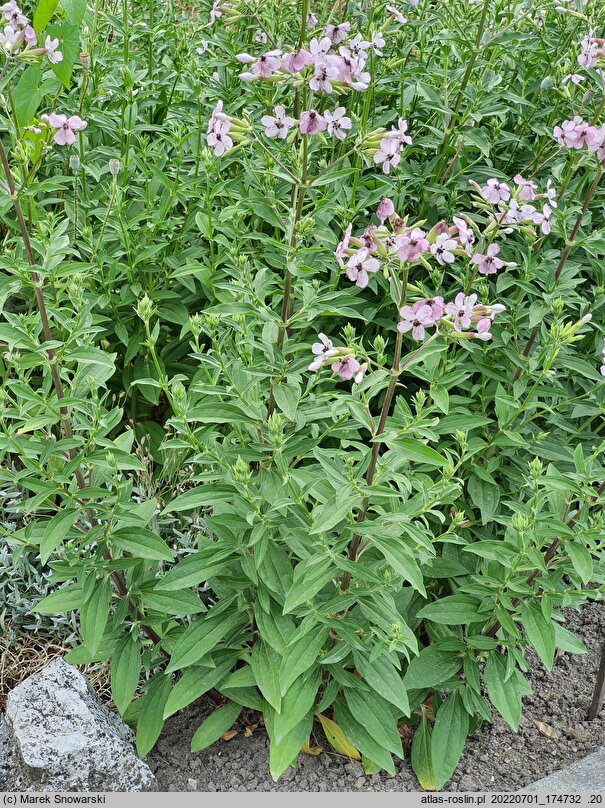 Saponaria officinalis (mydlnica lekarska)