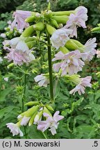 Saponaria officinalis (mydlnica lekarska)