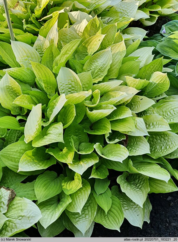 Hosta Fire Island