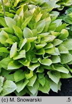 Hosta Fire Island