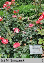 Rosa hort. Taneiglat