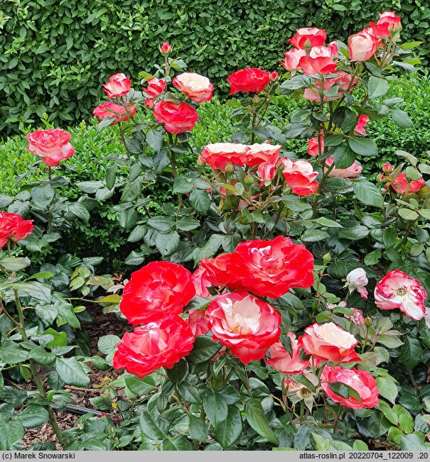 Rosa hort. Taneiglat