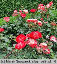 Rosa hort. Taneiglat