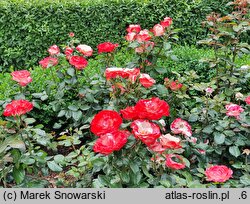 Rosa hort. Taneiglat