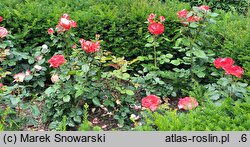 Rosa hort. Taneiglat