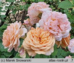 Rosa hort. Ausles