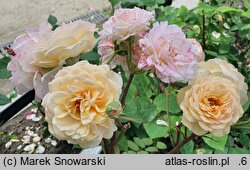 Rosa hort. Ausles