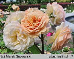 Rosa hort. Ausles