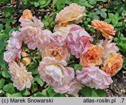 Rosa hort. Ausles