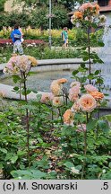 Rosa hort. Ausles