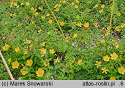 Hypericum cv. Hidcote (dziurawiec 'Hidcote')