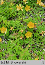Hypericum cv. Hidcote (dziurawiec 'Hidcote')