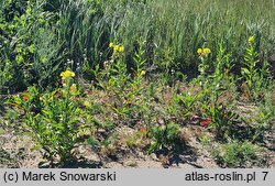 Oenothera biennis (wiesiołek dwuletni)