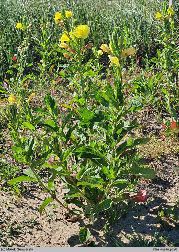 Oenothera biennis s.str. (wiesiołek dwuletni)