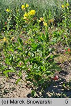 Oenothera biennis (wiesiołek dwuletni)