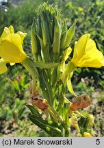 Oenothera biennis s.str. (wiesiołek dwuletni)
