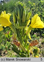 Oenothera biennis (wiesiołek dwuletni)