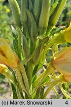 Oenothera biennis s.str. (wiesiołek dwuletni)