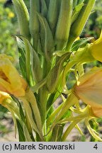 Oenothera biennis (wiesiołek dwuletni)