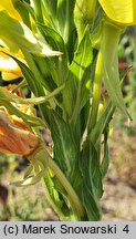 Oenothera biennis (wiesiołek dwuletni)