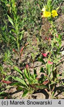 Oenothera biennis s.str. (wiesiołek dwuletni)