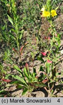 Oenothera biennis (wiesiołek dwuletni)