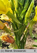 Oenothera biennis (wiesiołek dwuletni)