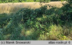 Rubus armeniacus (jeżyna kaukaska)