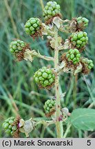 Rubus armeniacus (jeżyna kaukaska)