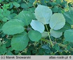 Rubus armeniacus (jeżyna kaukaska)