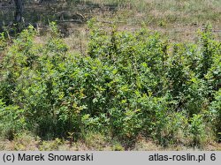 Rosa blanda × rugosa