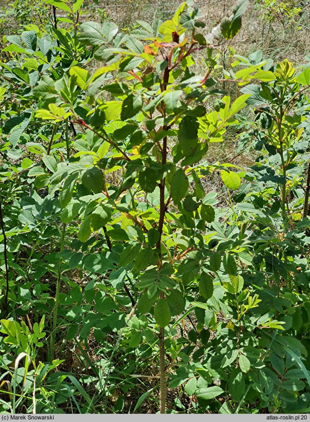 Rosa blanda × rugosa