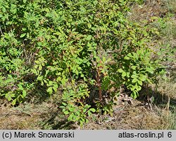 Rosa blanda × rugosa