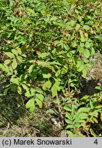 Rosa blanda × rugosa