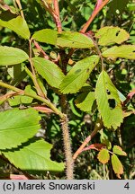 Rosa blanda × rugosa