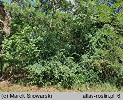 Cotoneaster multiflorus var. multiflorus (irga wielokwiatowa)