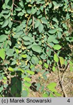 Cotoneaster multiflorus var. multiflorus (irga wielokwiatowa)